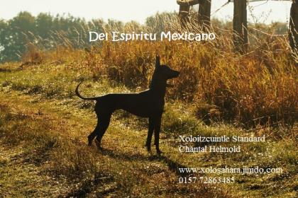 Xoloitzcuintle Xolo Welpen