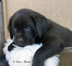 Labrador Welpen braun und silber