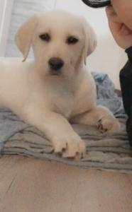 Reinrassige Labrador Welpen