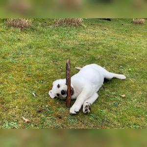 Reinrassige Labrador Welpen