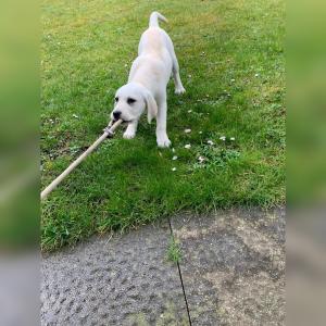 Reinrassige Labrador Welpen