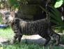 männl. German Rex Kitten, geb. 22.03.2020, black tabby mit Stammbaum, gechipt, entwurmt, geimpft