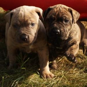 Presa Canario / Dogo Canario - Welpen 