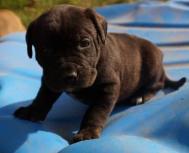 Presa Canario / Dogo Canario - Welpen 