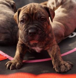 Presa Canario / Dogo Canario - Welpen 