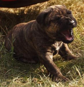 Presa Canario / Dogo Canario - Welpen 