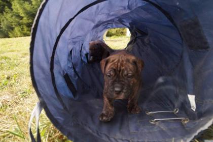 Presa Canario / Dogo Canario - Welpen 