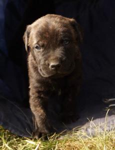 Presa Canario / Dogo Canario - Welpen 