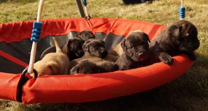 Presa Canario / Dogo Canario - Welpen 