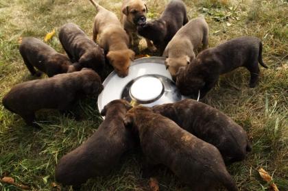 Presa Canario / Dogo Canario - Welpen 