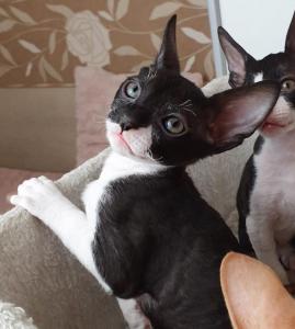 Cornish Rex Kittens mit Stammbaum aus Koblenz!