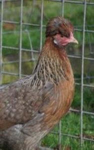 Grünleger & Andere Hühner Schutz geimpft abzugeben PRIVAT