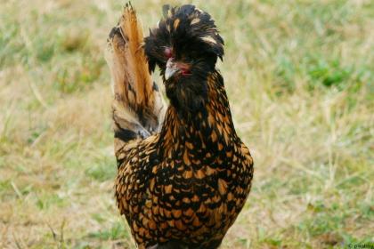 Holländische Hauben Hühner, Paduaner, UND ANDERE sehr schöne Jung Hühner abzugeben schutzgeimpft entwurmt