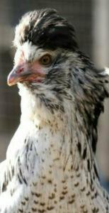 Holländische Hauben Hühner, Paduaner, UND ANDERE sehr schöne Jung Hühner abzugeben schutzgeimpft entwurmt