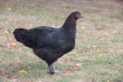 Marans Hühner Schoko Eier Farben Legend Privat Verkauf