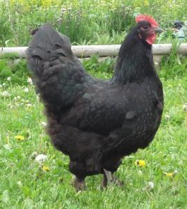 Marans Hühner Schoko Eier Farben Legend Privat Verkauf