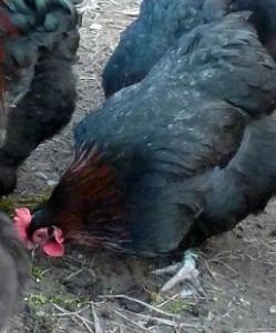 Marans Hühner Schoko Eier Farben Legend Privat Verkauf