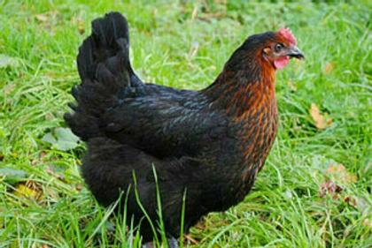 Sussex schwarz weis Columbia, Königsberger Hühner, Bovans zu verkaufen aus nach Züchtung, Lege reif