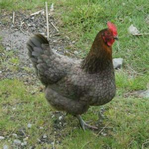 Sussex schwarz weis Columbia, Königsberger Hühner, Bovans zu verkaufen aus nach Züchtung, Lege reif