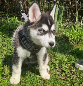 Siberian Husky