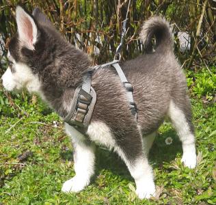 Siberian Husky