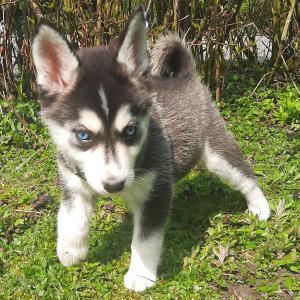 Siberian Husky