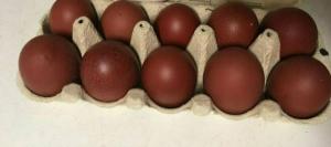 Marans Hühner Schoko Eier Farben Legend Privat Verkauf, Grünleger Olive Leger, zu verkaufen