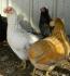 Grünleger & Andere Hühner Schutz geimpft abzugeben PRIVAT