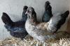 Holländische Hauben Hühner, Paduaner, UND ANDERE sehr schöne Jung Hühner abzugeben schutzgeimpft