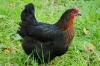 Sussex schwarz weis Columbia, Königsberger Hühner, Bovans zu verkaufen aus nach Züchtung, Lege re