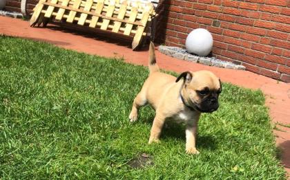 Französische Bulldogge - Retro Mops MIX