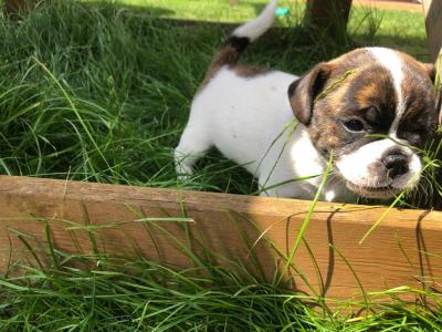 Französische Bulldogge - Retro Mops MIX