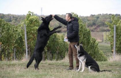 Osteuropäische Schäferhund Welpen