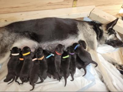 Osteuropäische Schäferhund Welpen