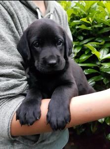 Schwarzer Rhodesian Ridgeback