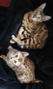 Bengal Kitten braun spotted