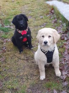 Labrador/ Retriever mal Golden Retriever mix Welpen abzugeben