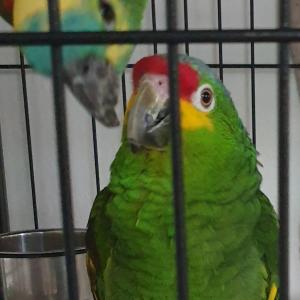 2 Papageien mit Käfig