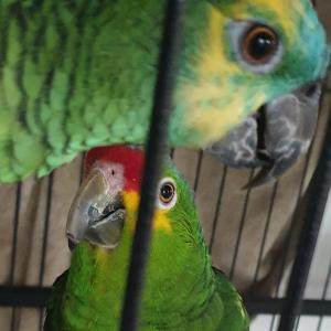 2 Papageien mit Käfig