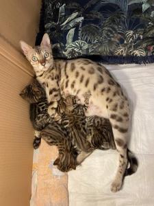 Anzeige: Bengal Kitten + Reinrassig + kleine Leoparden + Bengal + letztes Kätzchen