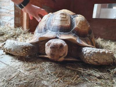 Spornschildkröten-Bock abzugeben