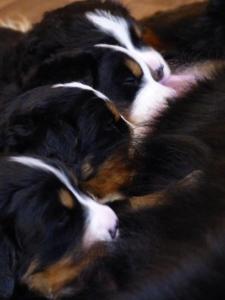 BERNER SENNENHUND WELPEN VDH