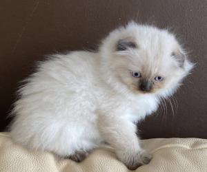 Baby Ragdoll shotisch fould