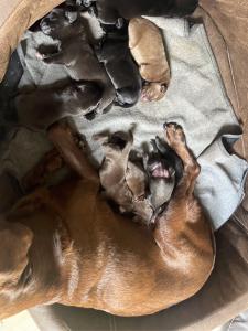 reinrassige Labradorwelpen mit ICR Ahnentafel suchen neues Zuhause