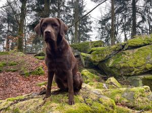 reinrassige Labradorwelpen mit ICR Ahnentafel suchen neues Zuhause