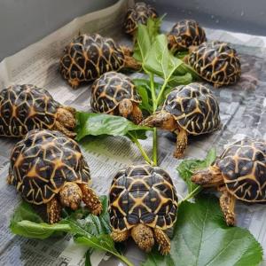 GESCHENK SCHILDKRÖTEN ZUM VERKAUF