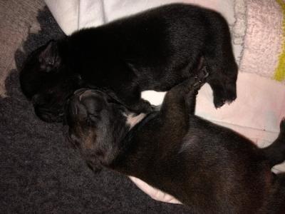 Staffordshire Bullterrier Welpen mit DCBT/VDH/FCI-Ahnentafel