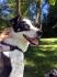 MIO - lieber, aufgeweckter Jack Russel Terrier-Mischling sucht liebevolles Zuhause