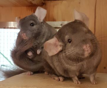 Chinchillas suchen neues Zuhause
