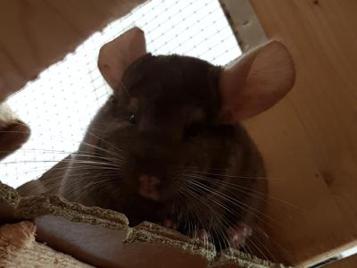Chinchillas suchen neues Zuhause